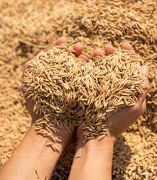 Premium Georgian hazelnuts sourcing