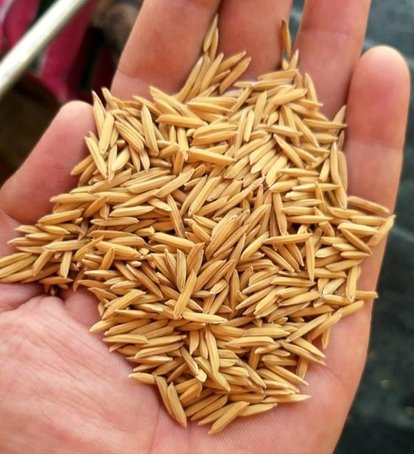 Rice Grains