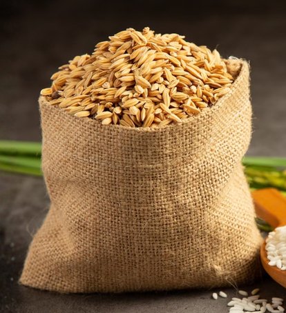 Processed Cashew Nuts